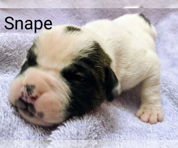 Medium Photo #22 American Bulldog Puppy For Sale in MILLS RIVER, NC, USA