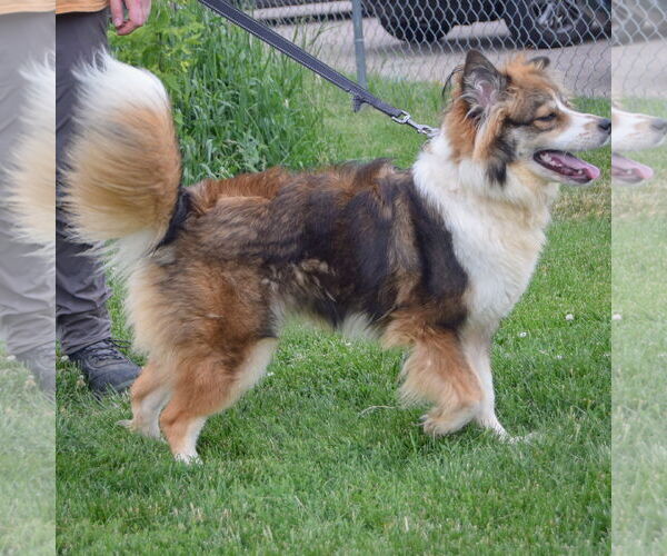 Medium Photo #5 Border-Aussie Puppy For Sale in Huntley, IL, USA