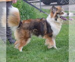 Small #4 Border-Aussie