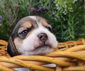 Beagle Puppy for sale in MOSCOW, ID, USA