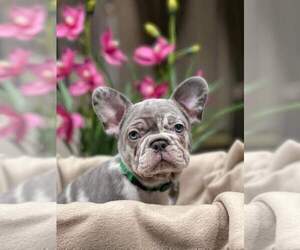 French Bulldog Puppy for sale in WATSONVILLE, CA, USA
