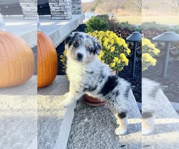 Medium Photo #3 Australian Shepherd Puppy For Sale in LODA, IL, USA