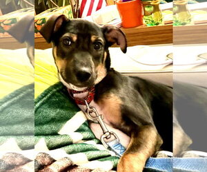 Bailey - Female Bernese Mountain Dog-Labrador Retriever Mix Dog for Adoption - Photo #6