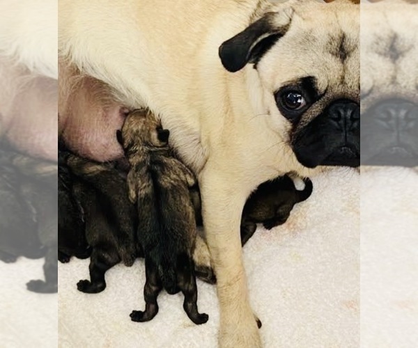 Medium Photo #1 Pug-Siberian Husky Mix Puppy For Sale in NEW PROVIDENCE, PA, USA