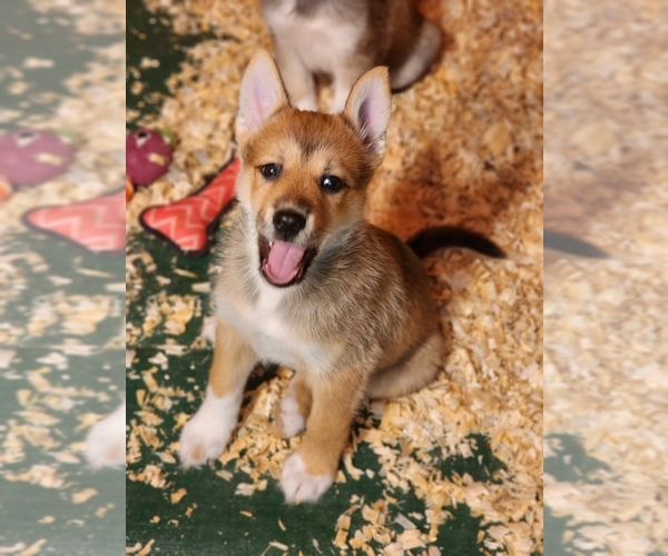 Medium Photo #1 Pomsky Puppy For Sale in MILTON, VT, USA
