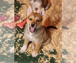Small Photo #1 Pomsky Puppy For Sale in MILTON, VT, USA