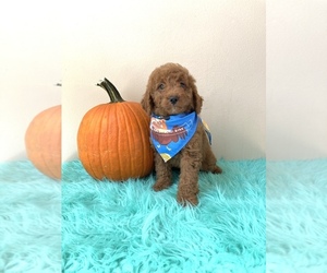 Goldendoodle (Miniature) Puppy for sale in ORLANDO, FL, USA