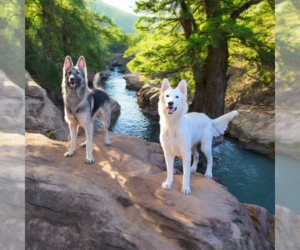 German Shepherd Dog Litter for sale in N SYRACUSE, NY, USA