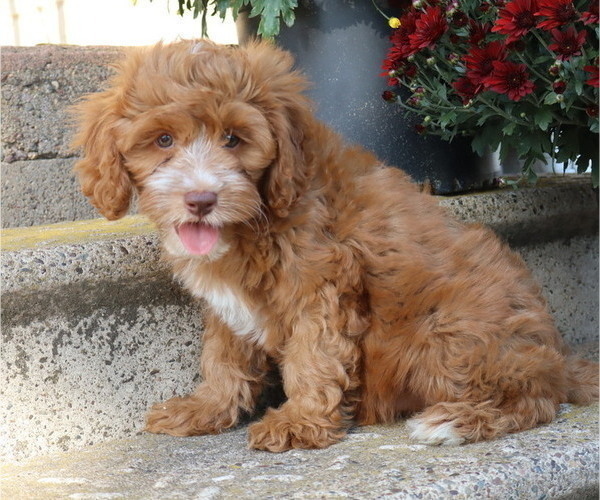 Medium Photo #21 Cavapoo Puppy For Sale in THORP, WI, USA