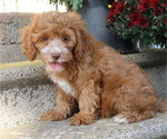 Small Photo #21 Cavapoo Puppy For Sale in THORP, WI, USA