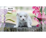 Small #6 American Eskimo Dog-Poodle (Toy) Mix