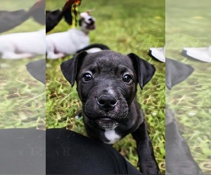 Staffordshire Bull Terrier Dogs for adoption in Maryville, TN, USA