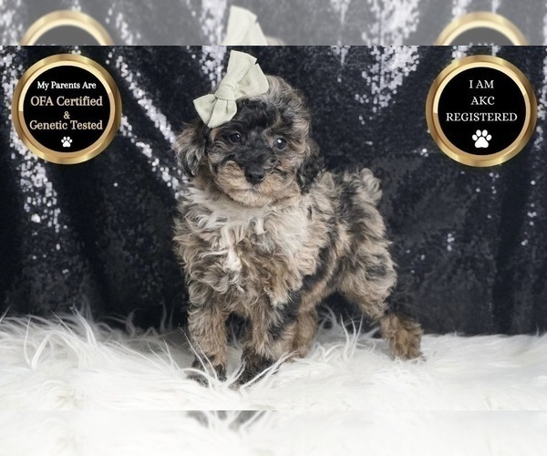 Medium Photo #25 Poodle (Toy) Puppy For Sale in WARSAW, IN, USA