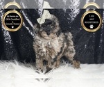 Small #6 Poodle (Toy)