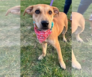 Labrador Retriever-Unknown Mix Dogs for adoption in Germantown, OH, USA