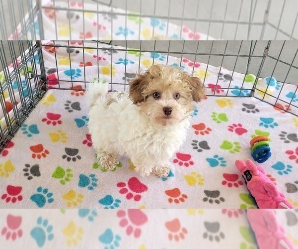 Medium Photo #1 Poovanese Puppy For Sale in ORO VALLEY, AZ, USA