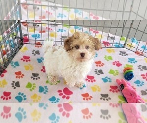 Poovanese Puppy for sale in ORO VALLEY, AZ, USA