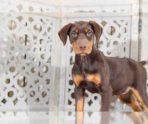 Doberman Pinscher Puppy for sale in MOUNT VERNON, OH, USA