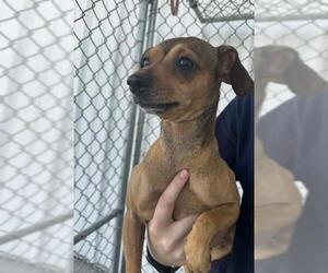 Chihuahua Dogs for adoption in Bakersfield, CA, USA