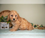 Small Photo #13 Cavapoo Puppy For Sale in DUNDEE, OH, USA