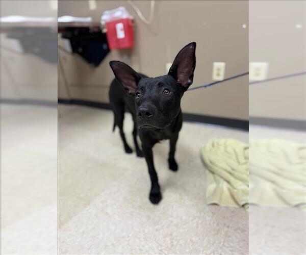 Medium Photo #1 Australian Kelpie-Unknown Mix Puppy For Sale in Conroe, TX, USA