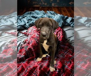 Border Collie Dogs for adoption in Mt. Laurel, NJ, USA