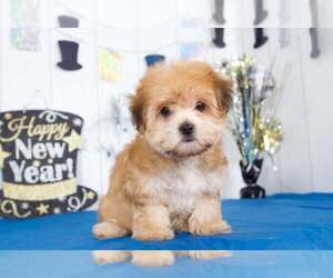 Morkie Puppy for sale in BEL AIR, MD, USA