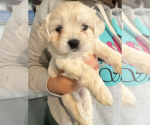 Maltese-Unknown Mix Dogs for adoption in Rockville, MD, USA