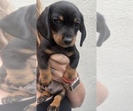 Puppy Puppy 2 Dachshund