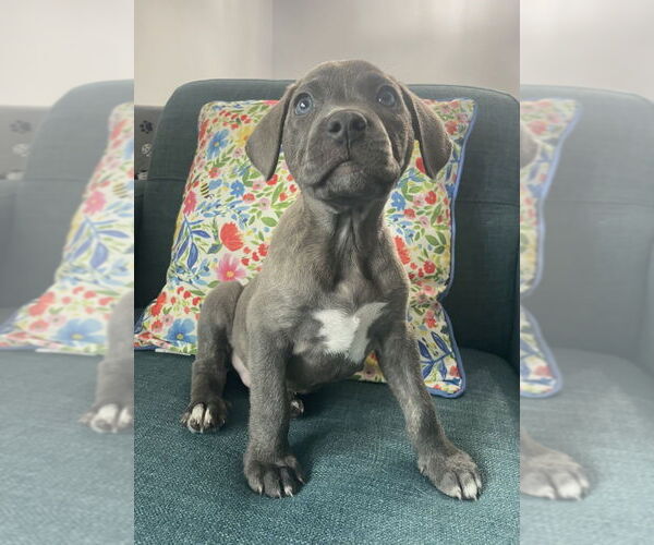 Medium Photo #2 American Staffordshire Terrier-Unknown Mix Puppy For Sale in Brewster, NY, USA