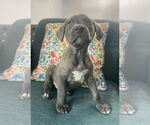 Small #1 American Staffordshire Terrier Mix