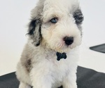 Puppy Banff Sheepadoodle