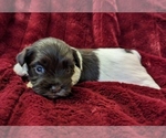 Small #7 Havanese