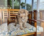 Reese - Male Labradoodle Puppy for Sale - Photo #8