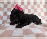 Small #1 Cocker Spaniel