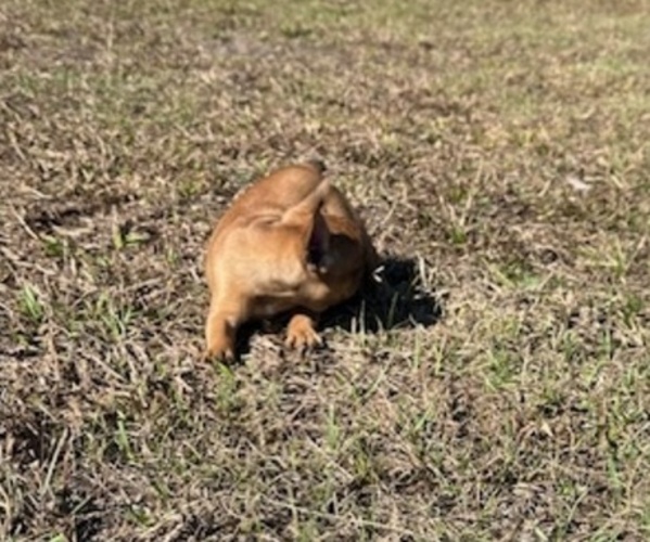 Medium Photo #15 French Bulldog Puppy For Sale in MAYO, FL, USA