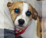 Small #13 Beagle Mix