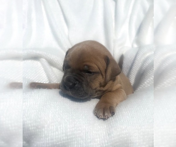Medium Photo #3 American Bully-Cane Corso Mix Puppy For Sale in RUSKIN, FL, USA