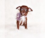 Puppy Symbra Chihuahua