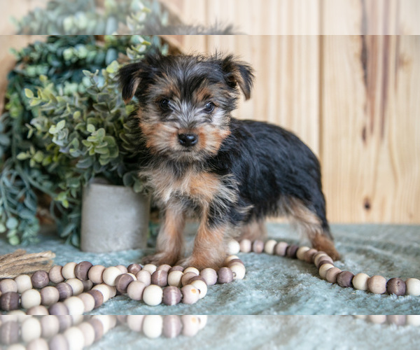 Medium Photo #1 Yorkshire Terrier Puppy For Sale in QUARRYVILLE, PA, USA