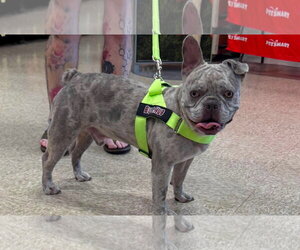 Free-Lance Bulldog Dogs for adoption in Germantown, OH, USA