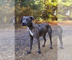 Small #1 American Pit Bull Terrier Mix