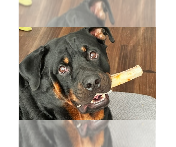 Medium Photo #1 Rottweiler Puppy For Sale in Gilbert, AZ, USA