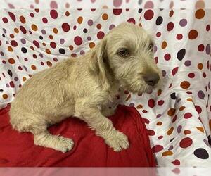 GIANT SCHNAUZER -Unknown Mix Dogs for adoption in Modesto, CA, USA