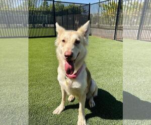 Siberian Husky-Unknown Mix Dogs for adoption in Rockwall, TX, USA