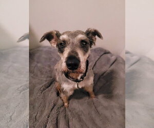 Rebel - Male Mutt Dog for Adoption - Photo #2