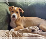 Small #4 Mutt