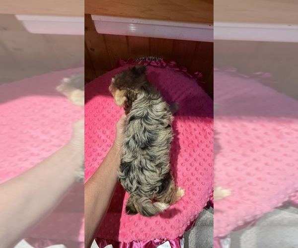 Medium Photo #5 Yorkshire Terrier Puppy For Sale in ALVORD, IA, USA