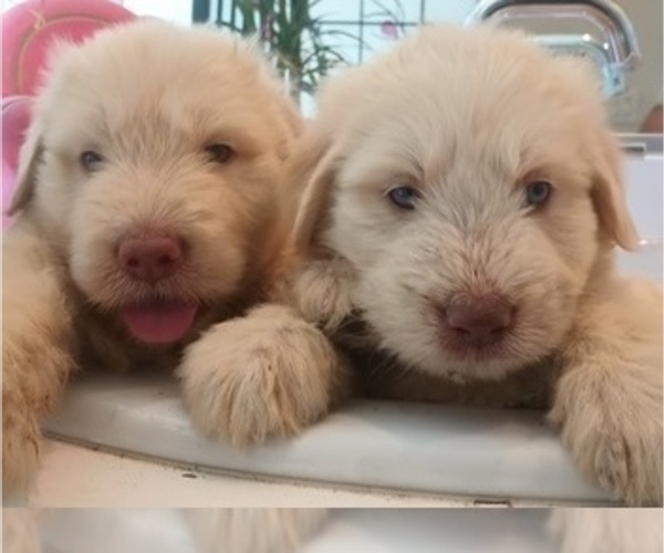 Medium Photo #8 Goldendoodle Puppy For Sale in DIXON, CA, USA