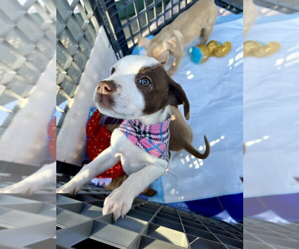 Medium Photo #6 Mutt Puppy For Sale in Mooresville, NC, USA